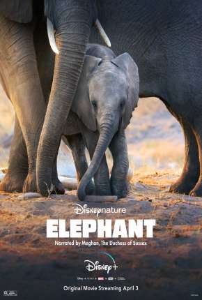 Elefante - Legendado Torrent Download Mais Baixado