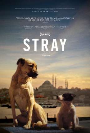 Stray - 2021 Legendado Torrent Download Mais Baixado