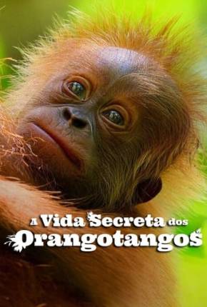 A Vida Secreta dos Orangotangos Torrent Download Mais Baixado